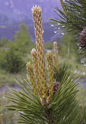 Pinus mugo uncinata