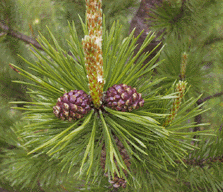 Pinus mugo uncinata