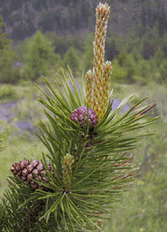Pinus mugo uncinata