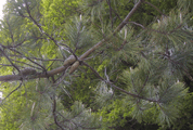 Pinus taiwanensis