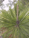 Pinus taiwanensis