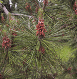 Pinus taiwanensis