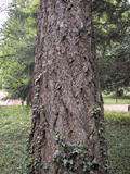 Pseudotsuga macrocarpa
