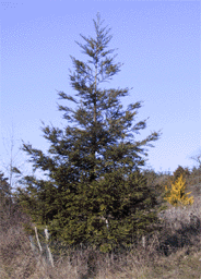 Pinus pungens