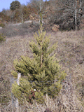 Sequoiadendron giganteum