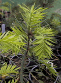 Torreya californica