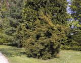 Torreya nucifera