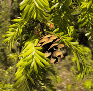 Tsuga chinensis