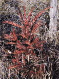Taxus baccata