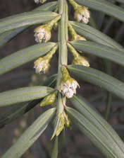 Cephalotaxus fortunei
