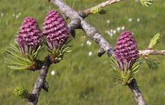 Larix decidua