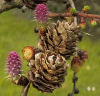 Larix decidua