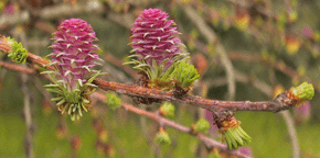 Larix decidua