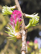 Larix gmelinii