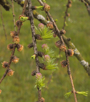 Larix gmelinii