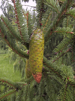 Picea alpestris