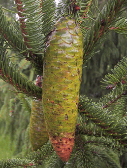 Picea alpestris