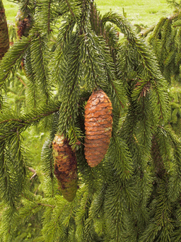 Picea alpestris