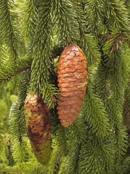 Picea alpestris