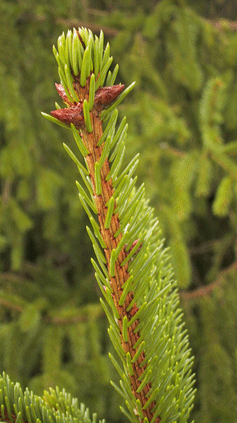 Picea alpestris