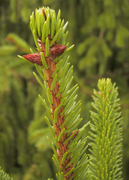 Picea alpestris