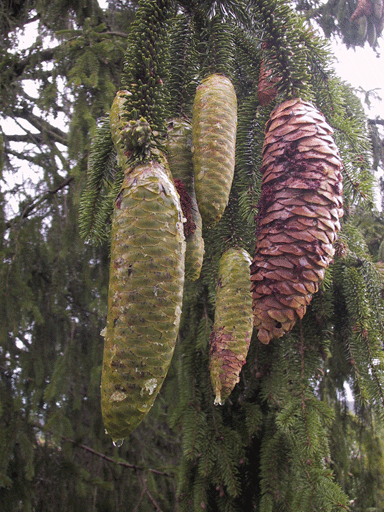 Picea alpestris