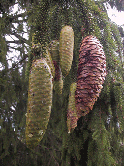 Picea alpestris