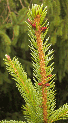 Picea alpestris