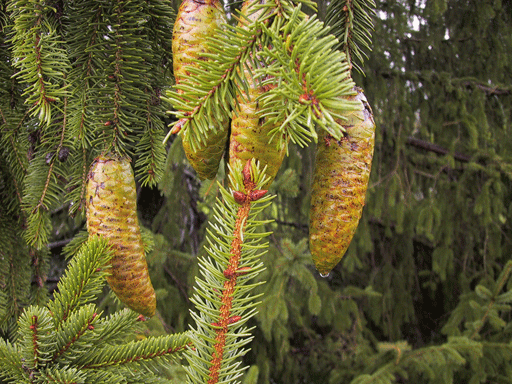 Picea alpestris