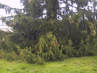 Picea alpestris