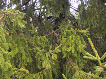 Picea alpestris