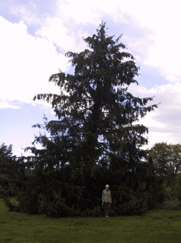 Picea alpestris
