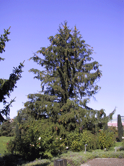 Picea alpestris