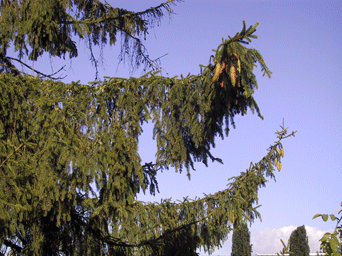 Picea alpestris