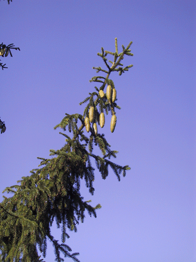 Picea alpestris