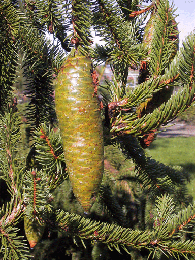 Picea alpestris