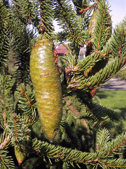 Picea alpestris