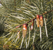 Pseudotsuga macrocarpa