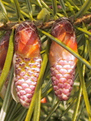 Pseudotsuga macrocarpa