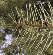 Pseudotsuga macrocarpa