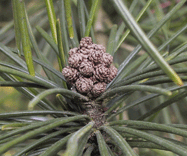 Sciadopitys verticillata