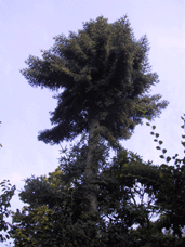 Abies pinsapo