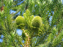 Araucaria angustifolia