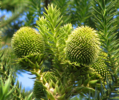 Araucaria angustifolia