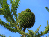 Araucaria angustifolia