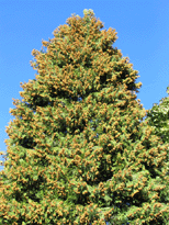 Calocedrus decurrens