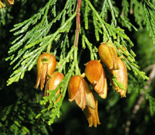 Calocedrus decurrens