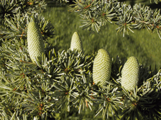 Cedrus brevifolia