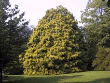 Chamaecyparis pisifera