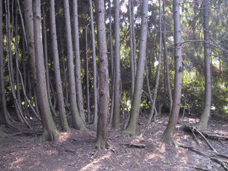 Chamaecyparis pisifera